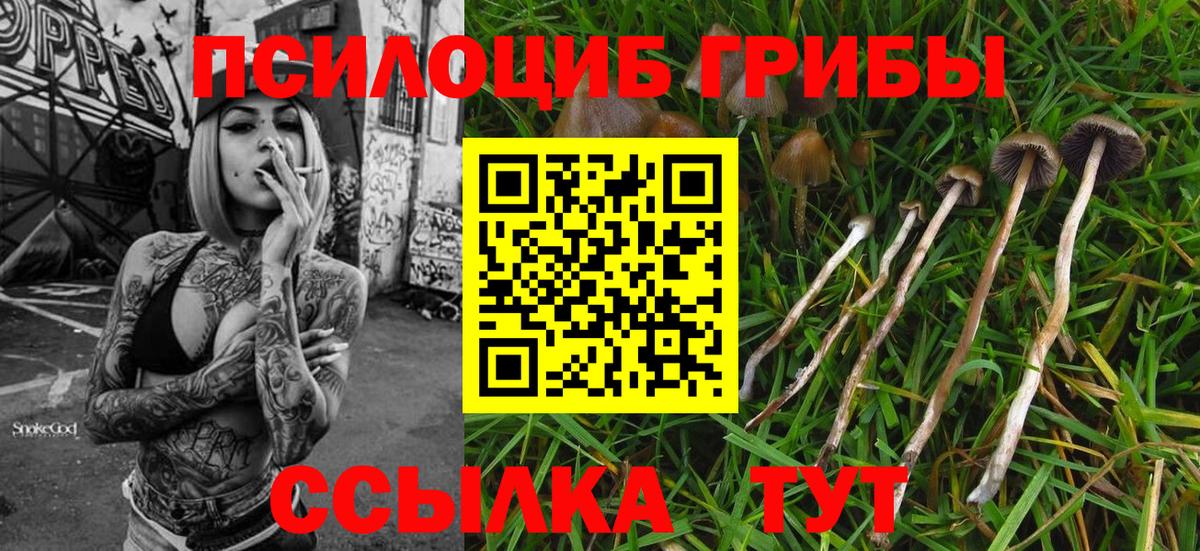 Псилоцибиновые грибы GOLDEN TEACHER Вичуга