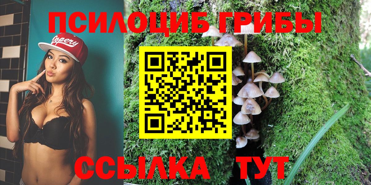 Вичуга  Псилоцибиновые грибы Psilocybe  Вход с VPN 